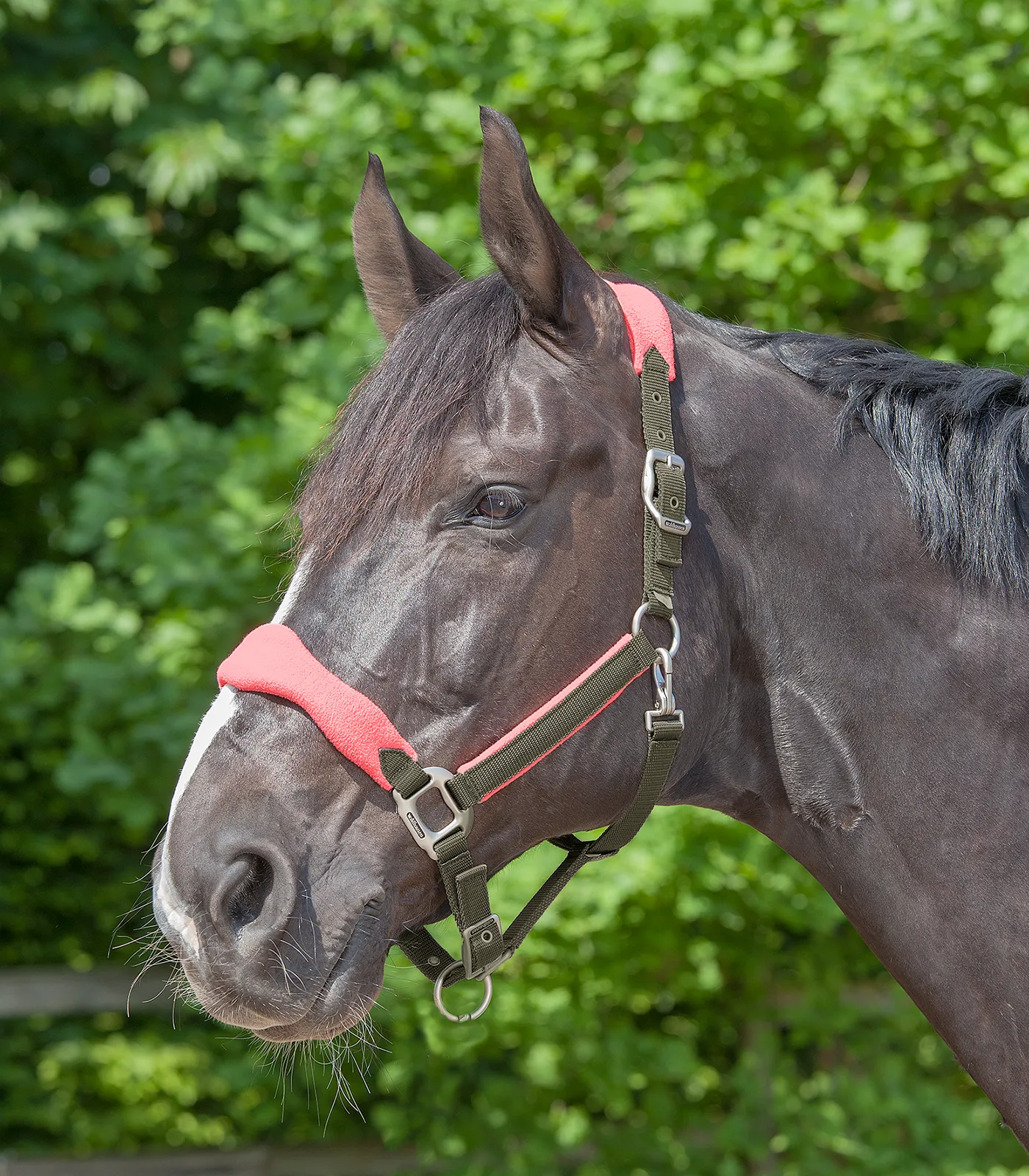 Waldhausen Headcollar Premium Soft